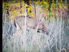 Odocoileus virginianus