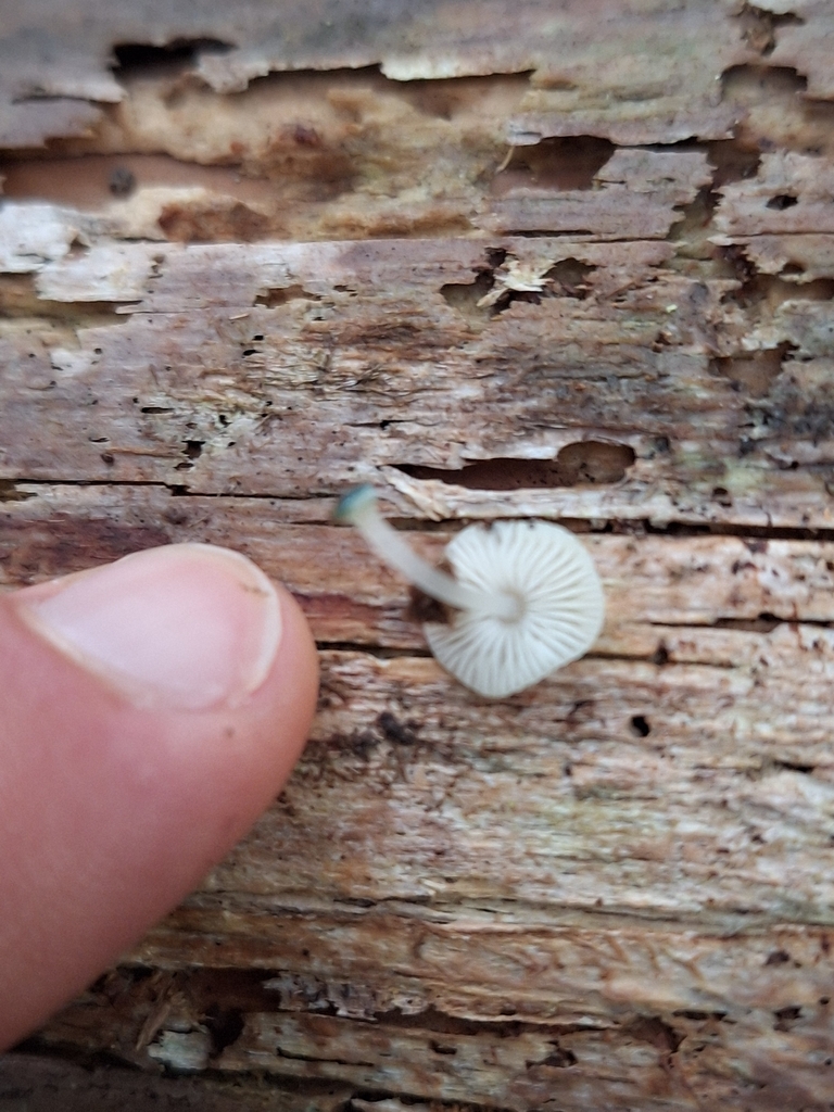 Mycena interrupta · February 2026 · photo: © heidimeudt (iNaturalist, cc-by)
