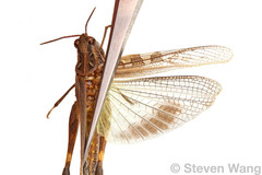 Oedaleus abruptus