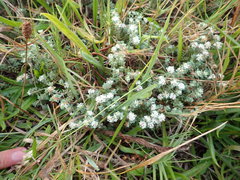 Pimelea prostrata