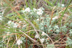 Pimelea prostrata