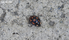 Aiolocaria hexaspilota