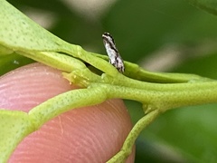 Diaphorina citri