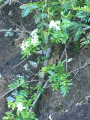 Osteomeles anthyllidifolia