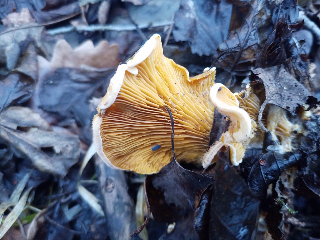 Phyllotopsis nidulans · February 2026 · photo: © jolinarm (iNaturalist, cc-by)