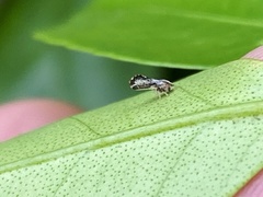 Diaphorina citri