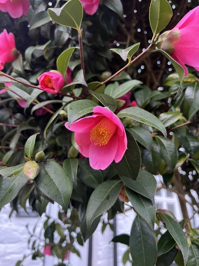 Trà mi – Camellia japonica