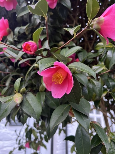 Camellia