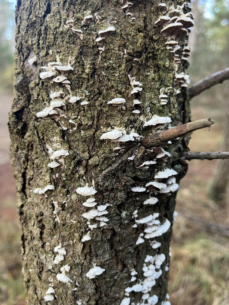Trichaptum abietinum · January 2026 · photo: © clarko13 (iNaturalist, cc0)