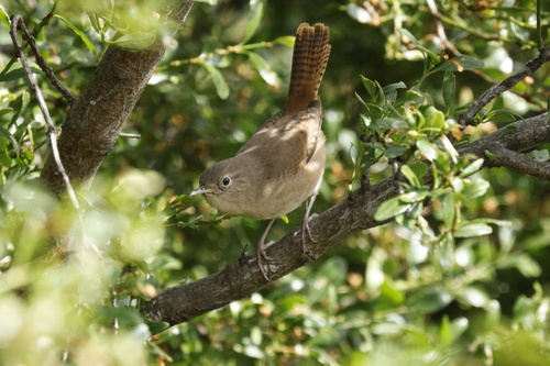 Southern House Wren (Troglodytes musculus)