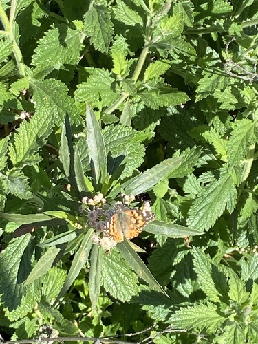 iNaturalist observation photo of Painted Lady