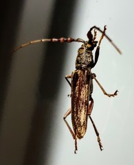 Pachydissus