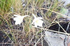 Cyrtanthus leucanthus