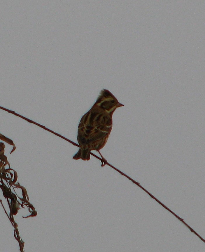 Rustic Bunting