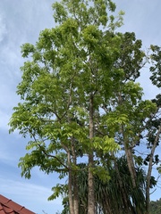 Lagerstroemia langkawiensis