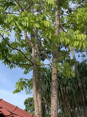 Lagerstroemia langkawiensis