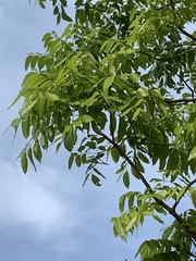 Lagerstroemia langkawiensis