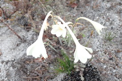 Cyrtanthus leucanthus