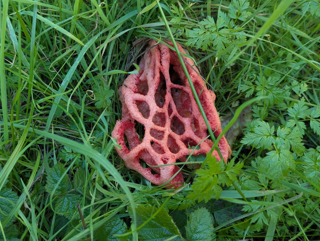 Clathrus ruber · December 2025 · photo: © alex_wentworth (iNaturalist, cc-by)