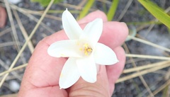 Cyrtanthus leucanthus