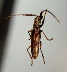 Pachydissus