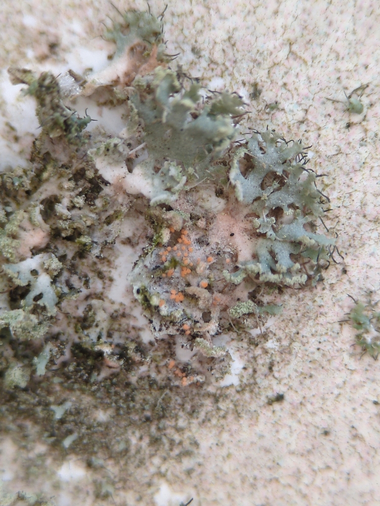 Erythricium aurantiacum · January 2026 · photo: © alexis_orion (iNaturalist, cc-by)