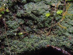 Endocarpon pallidulum