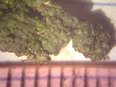 Endocarpon pallidulum