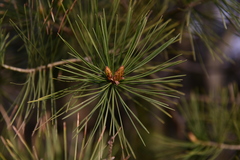 Pinus bungeana