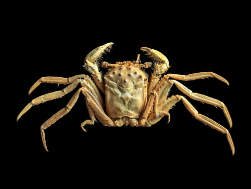 Homola orientalis