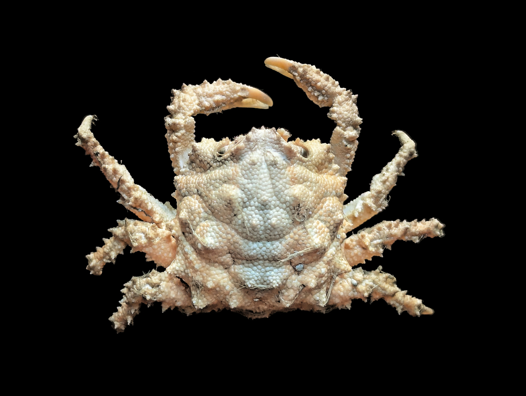 Paradynomeninae