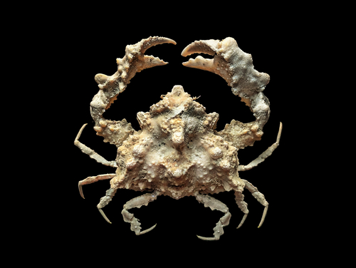Pseudolambrus longispinosus