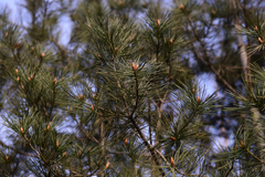 Pinus bungeana