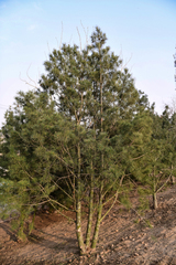 Pinus bungeana