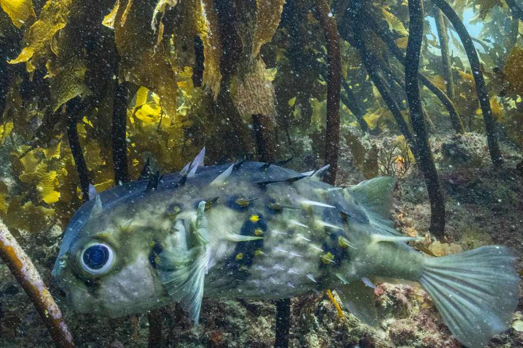 Deepwater Burrfish from Northland Region, New Zealand on February 07 ...