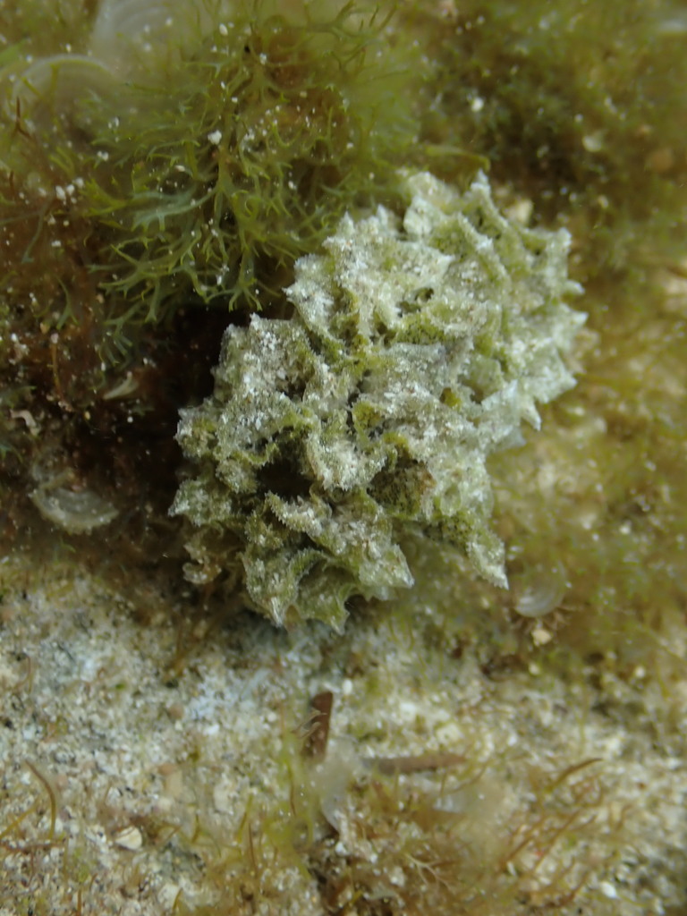 Polybranchia burni