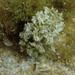 Polybranchia burni - Photo (c) drmattnimbs, some rights reserved (CC BY-NC), uploaded by drmattnimbs