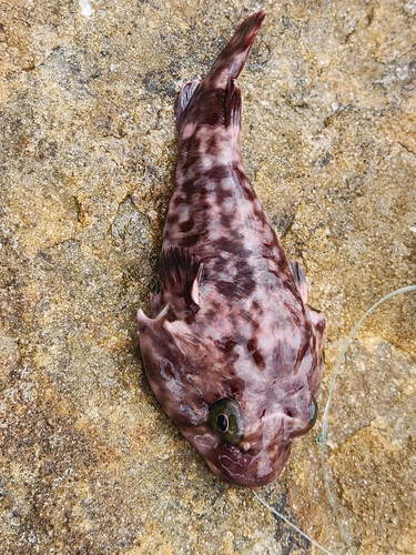 Rocksucker (Chorisochismus dentex) — Gobiesocidae — 3
