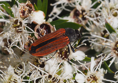 Castiarina erythroptera
