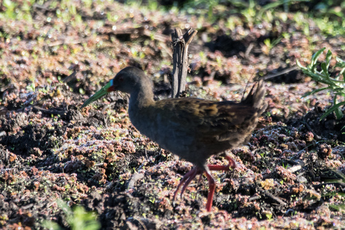 Plumbeous Rail (Pardirallus sanguinolentus), photo 7
