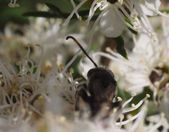 Euryglossa ephippiata