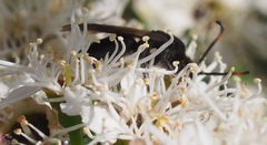 Euryglossa ephippiata