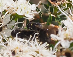 Euryglossa ephippiata