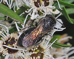 Euryglossa ephippiata