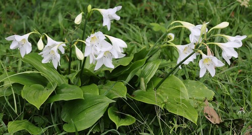 Urceolina grandiflora observed 2023-08-01