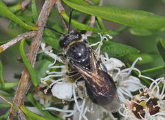 Euryglossa ephippiata