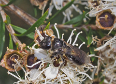 Euryglossa ephippiata