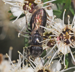 Euryglossa ephippiata