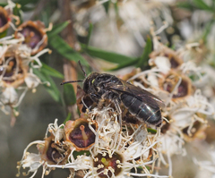 Euryglossa ephippiata