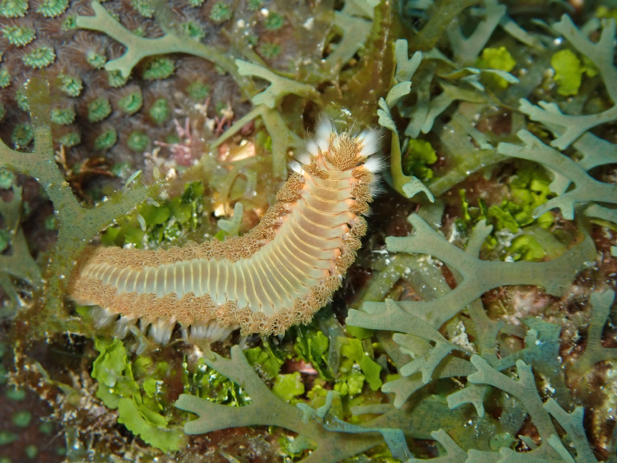 Hermodice carunculata (Pallas, 1766)